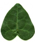 Hedera helix ‘Teardrop’